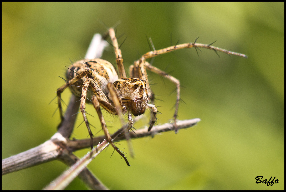 Oxyopes heterophthalmus; Agelena labyrinthica - Buie(Croazia